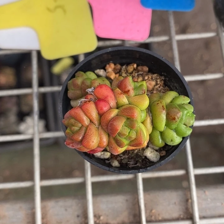 伯克利和格兰的故事是他