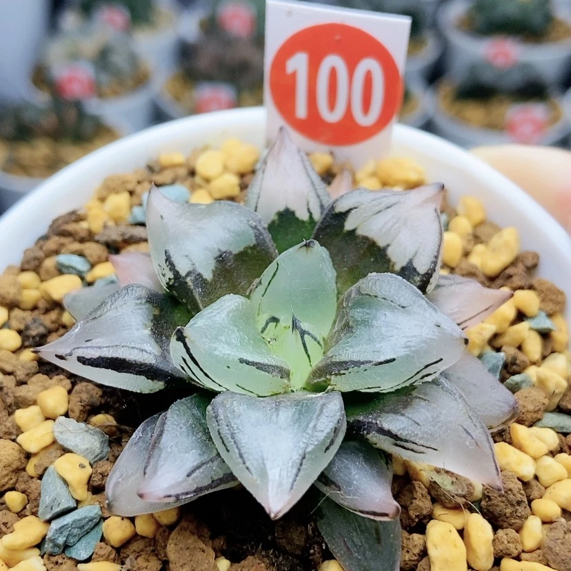 【闪购商品】100火焰山