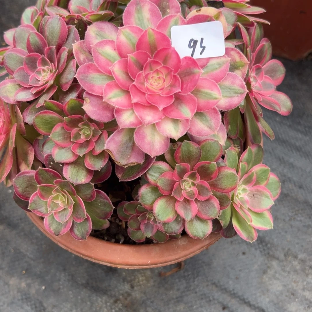 93孔雀翎多肉多肉多肉