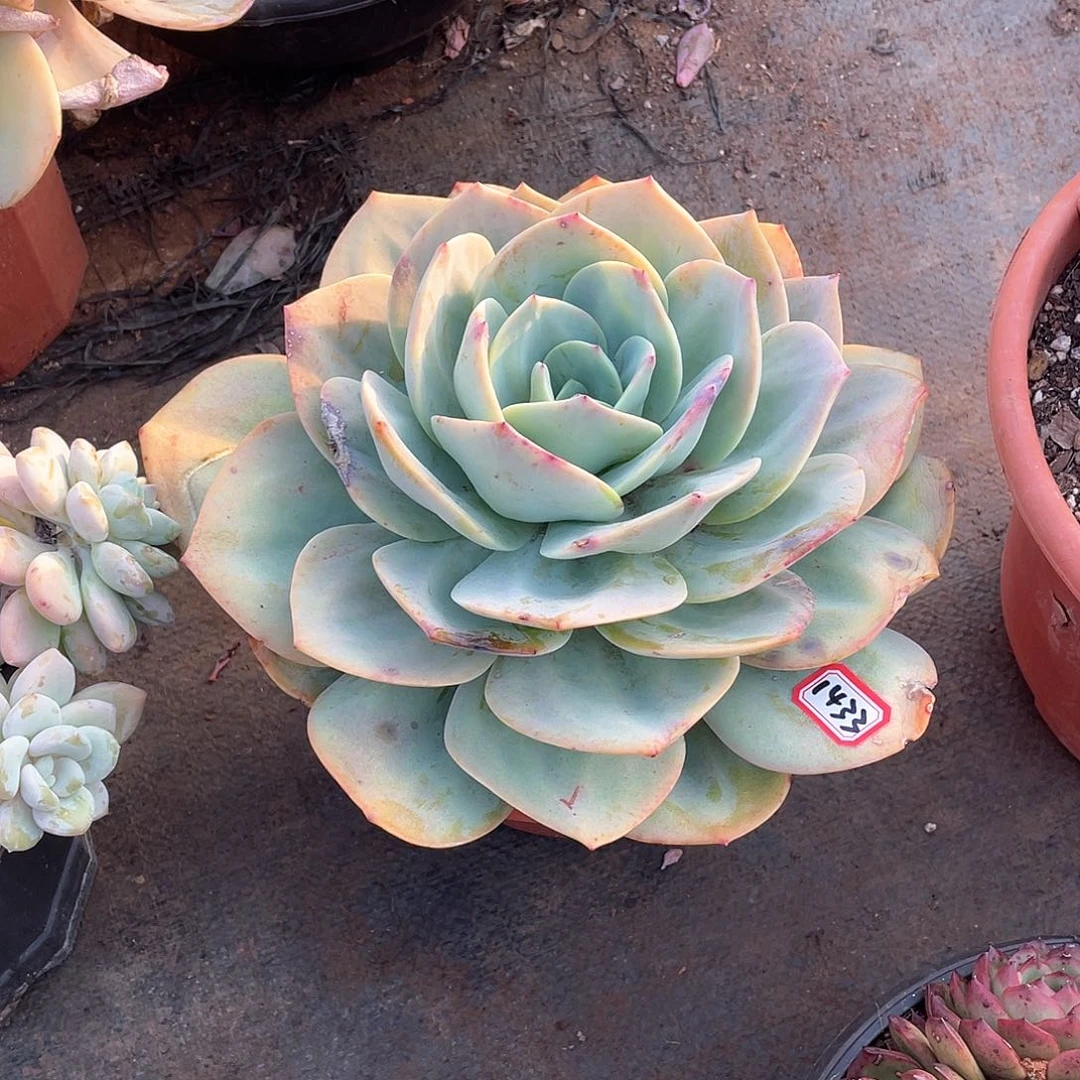 1433凤 一物一拍多肉