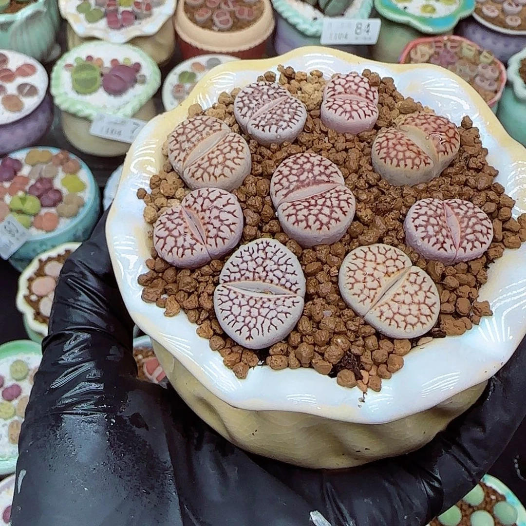 生石花满18包邮1104-116