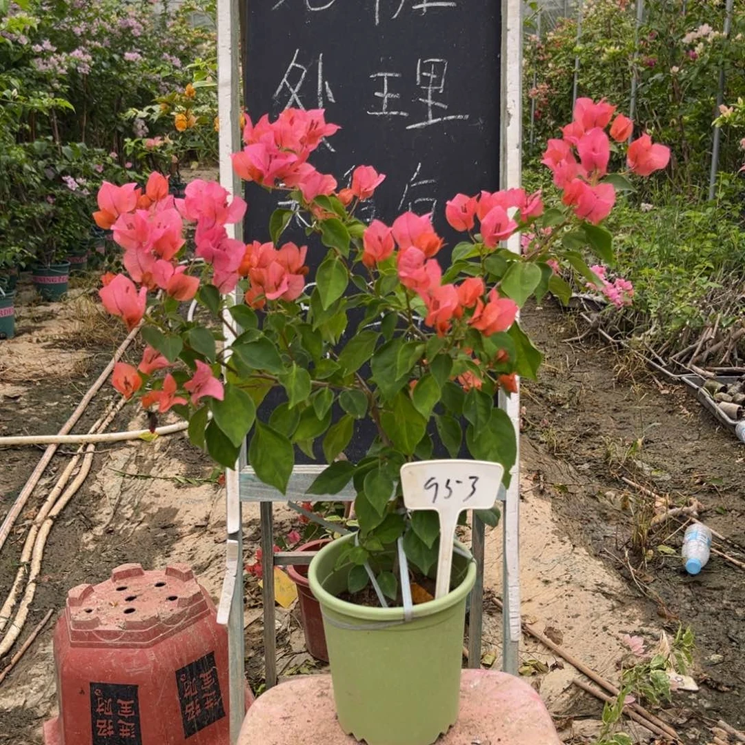 无花朵三角梅三角梅953