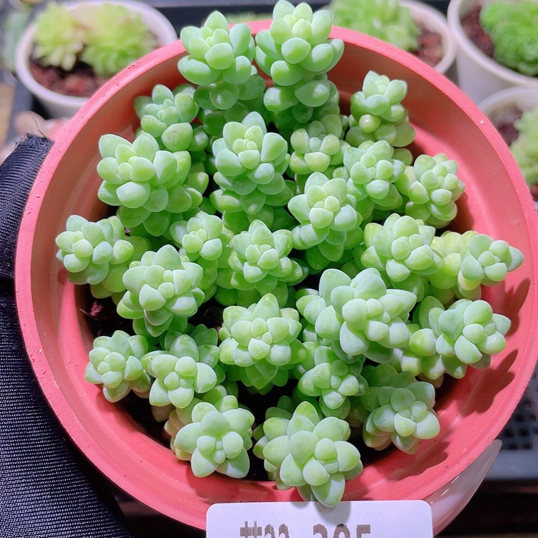 花利美22-385玉坠