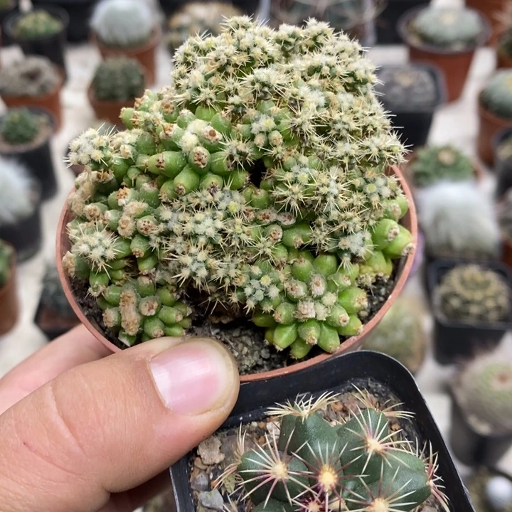 金虎泉大统领2颗特价