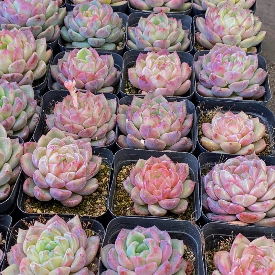 思**你084多肉植物保护研究所所长助理