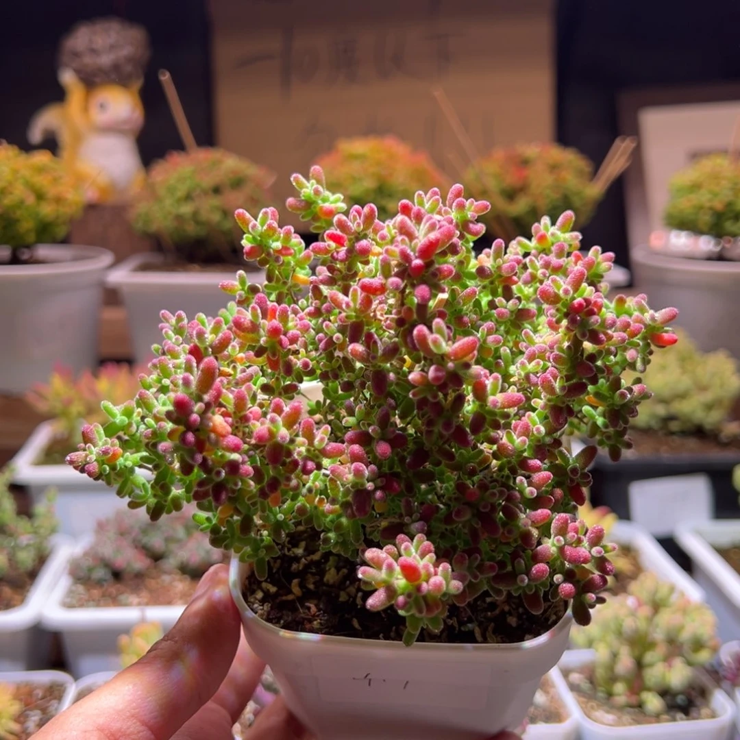 419蜜橘一物一拍包开箱