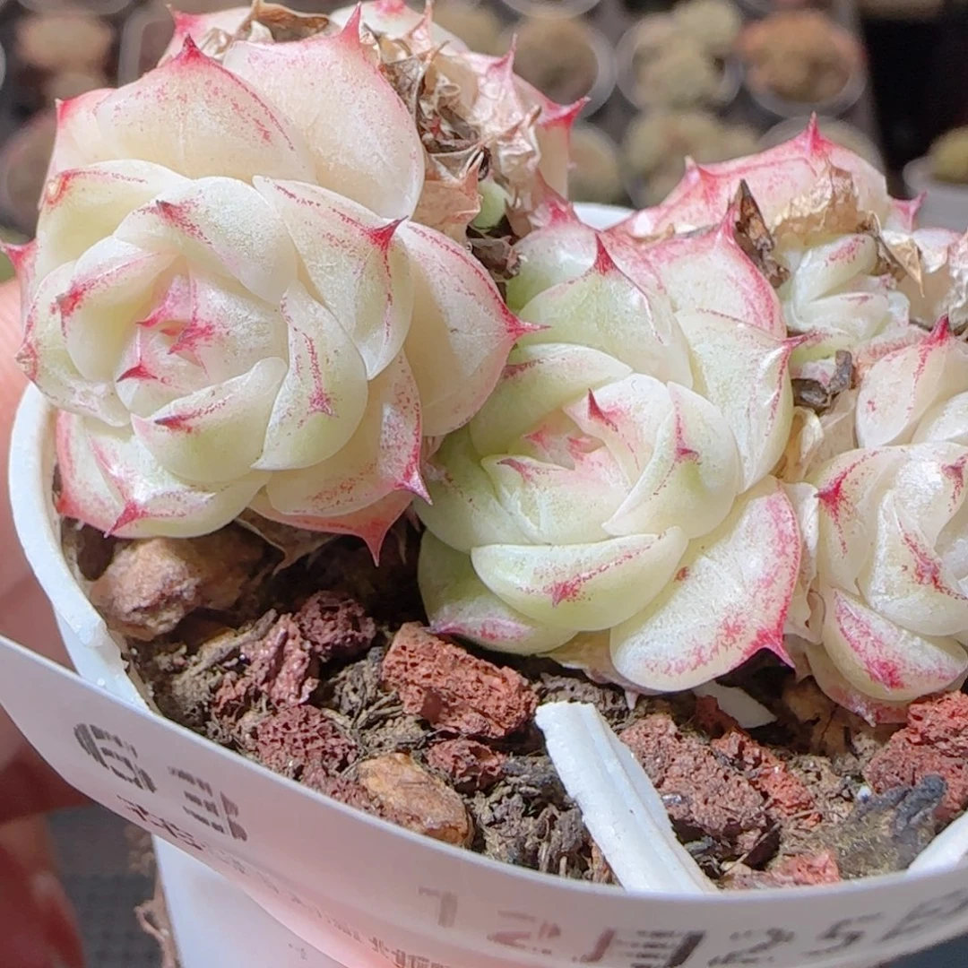 花语多肉1225-63白玉魔仙麦秆散