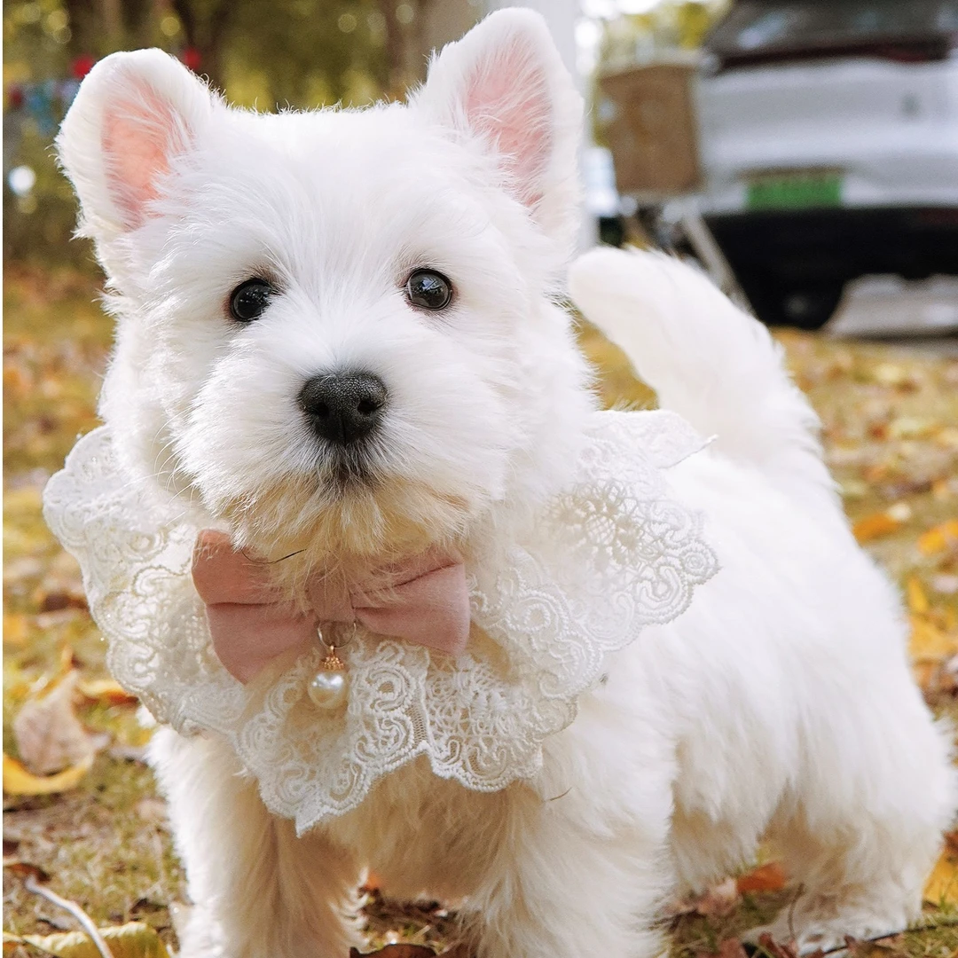 宝贝它西高地白梗幼犬纯种宠物狗活体犬舍尾款成交链接