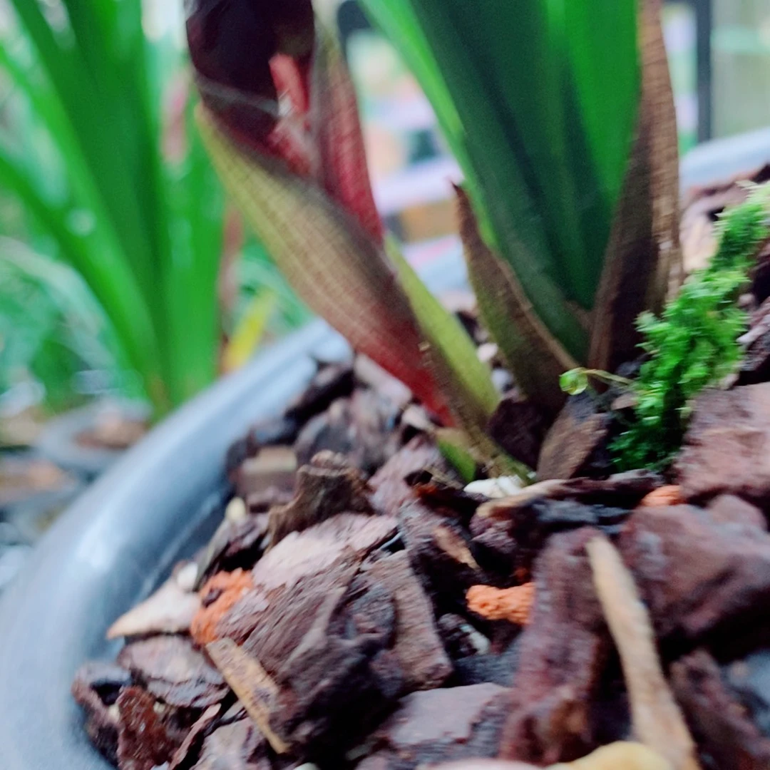 大部分花苞少量开放