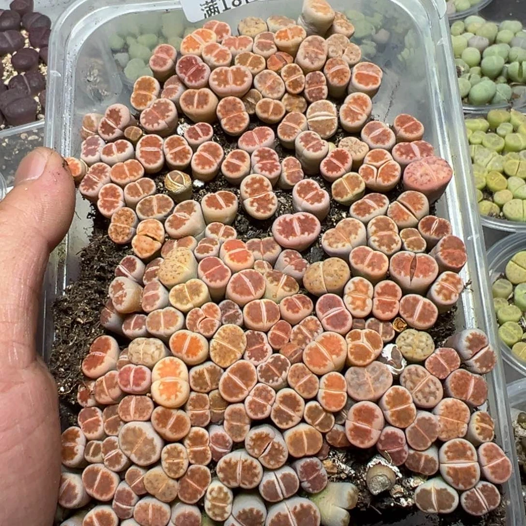 【闪购商品】 1120。