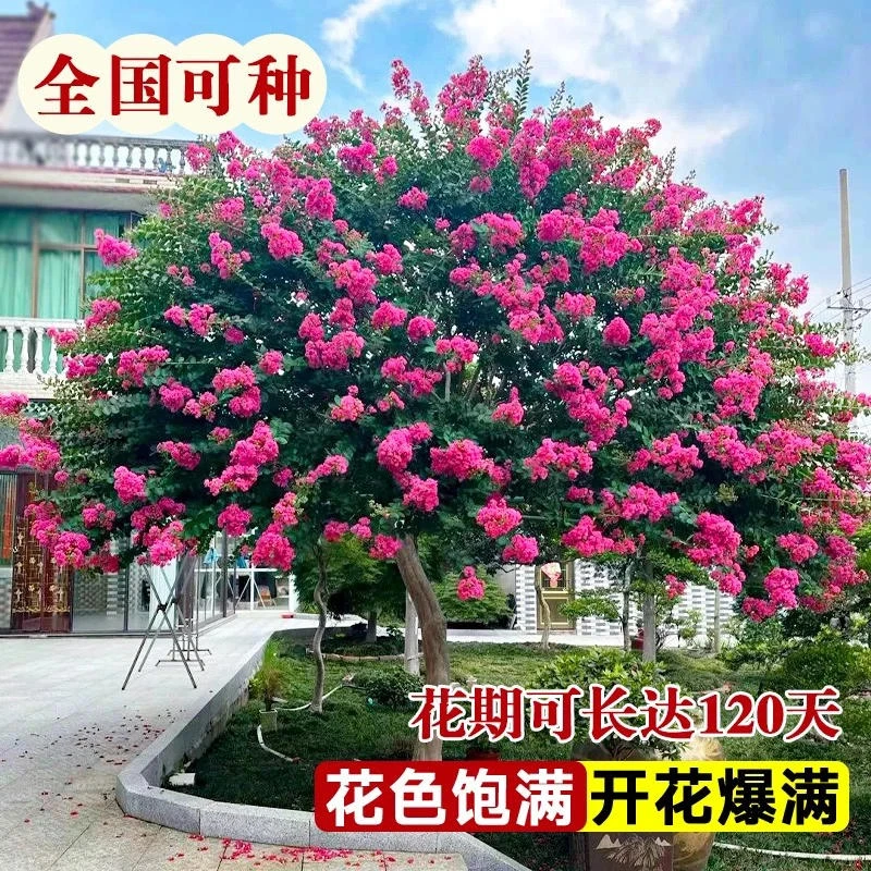 天鹅绒紫薇花树苗常年开花耐寒耐旱花卉适用于别墅庭院绿化景观