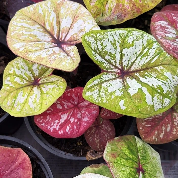 ****✿45-1106彩叶芋福利广东现货