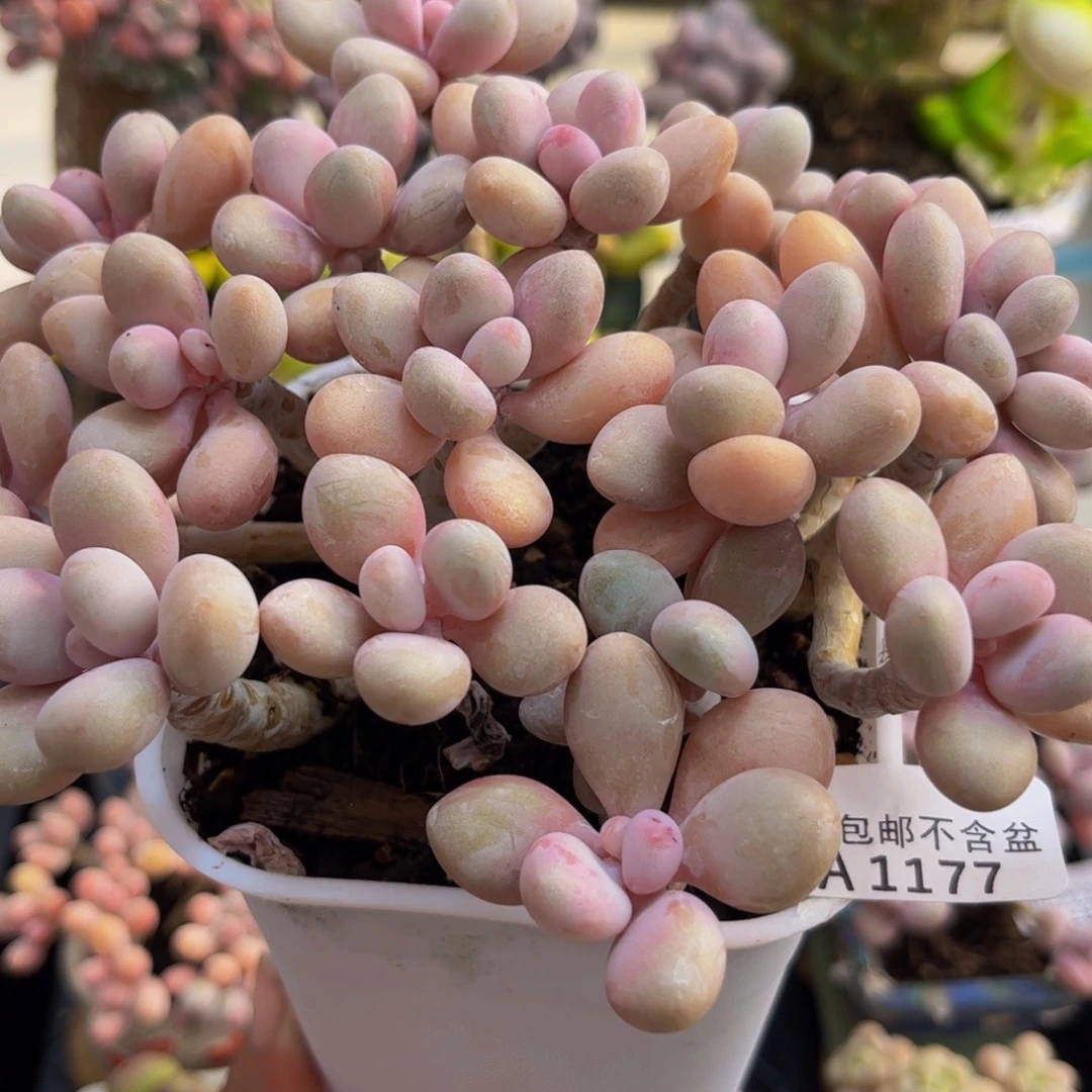 177/15cm糖果桃蛋多肉