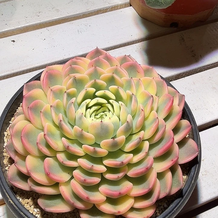 大花螺锦多肉植物