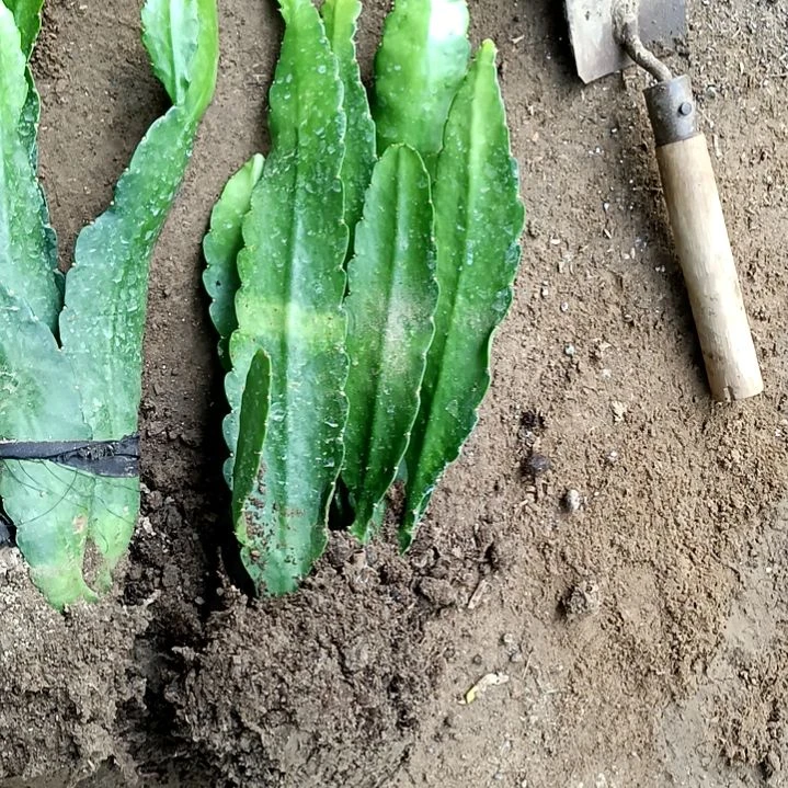 香***完全开放令箭何花东北小粉