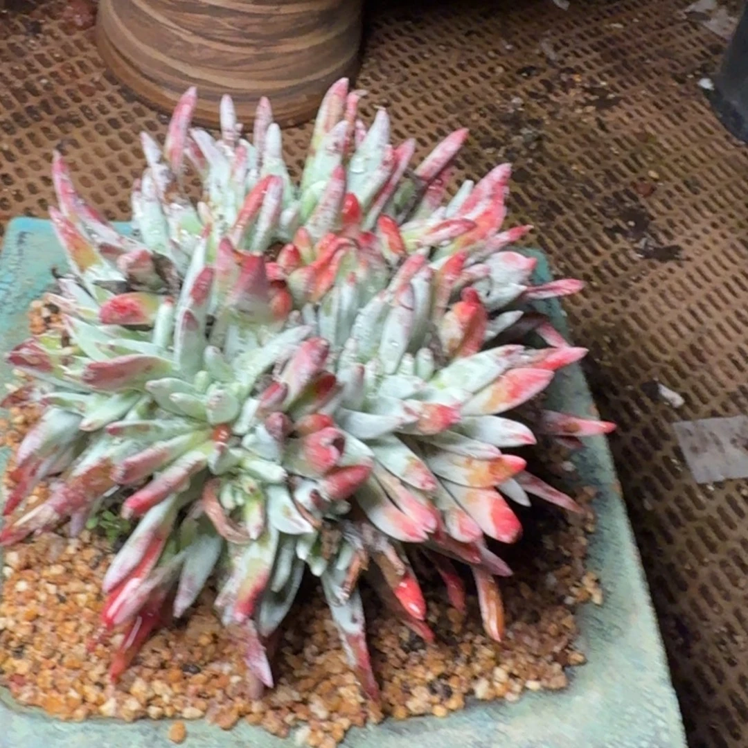 6105刘丹白菊多肉