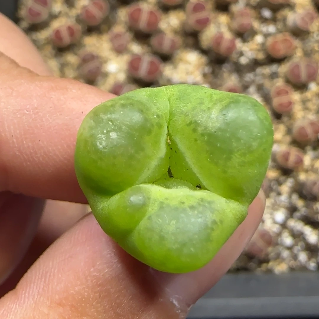 7.4。。。毛奔驰。。。2023