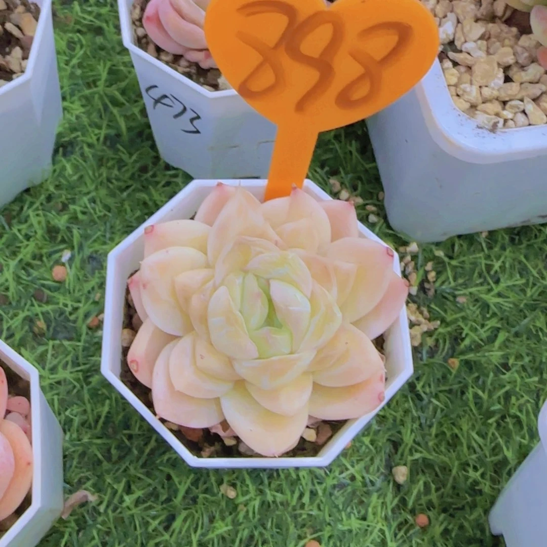 可*898多肉植物一物一拍