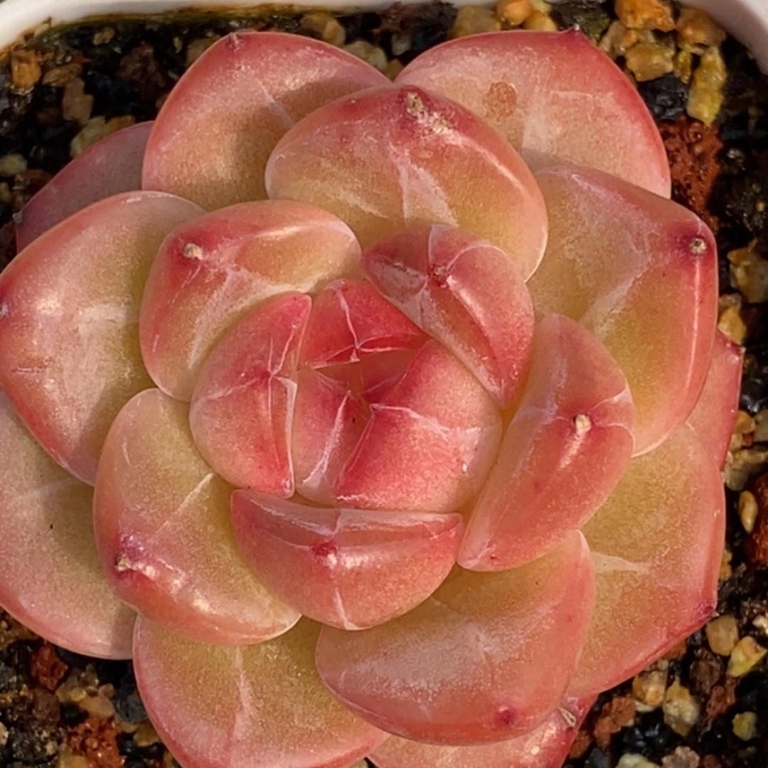 天官赐福百无禁忌