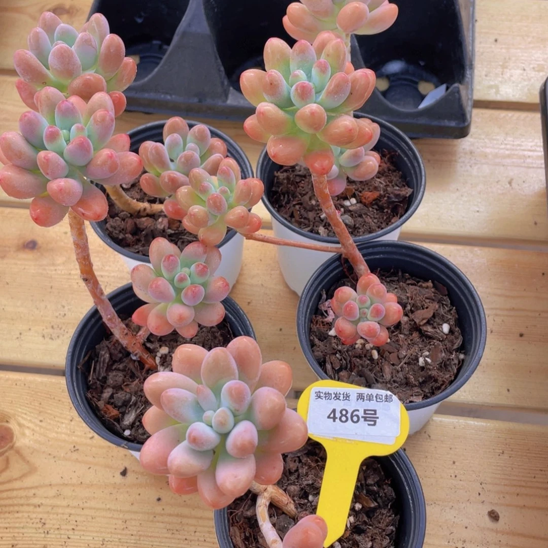 486号 美人系老桩胖大星一个