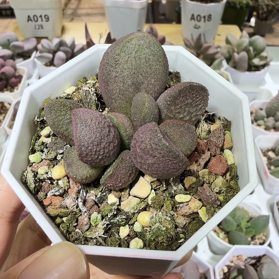 红纹石水泡多肉植物