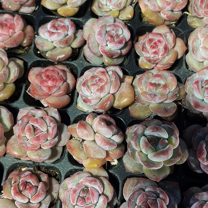 小紫皮星影1元带土发