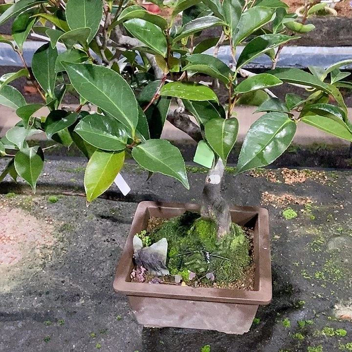 无花朵平**枚开花