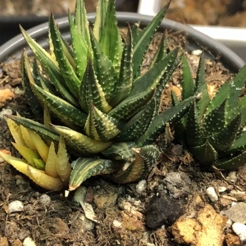 硬叶锦带盆发货哈哈哈哈