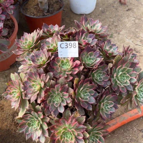 多肉植物万花筒捧花