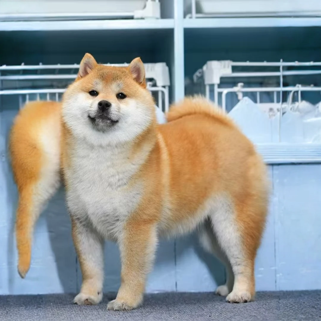 纯种柴犬豆柴活体宠物