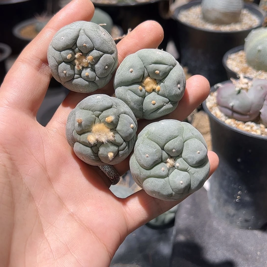 小****?四个实生银 打包一组