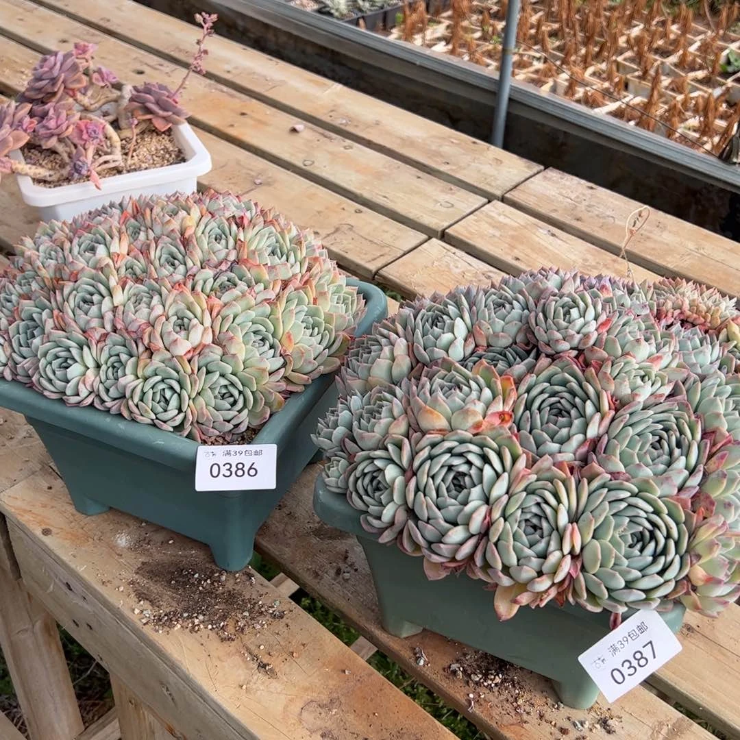 0386.0387多肉植物组合盆栽