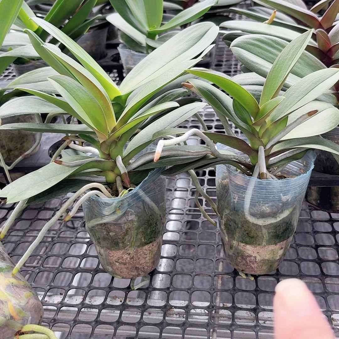 无花朵小叶新品2颗