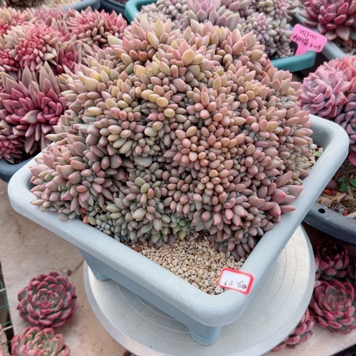 朵*精品多肉植物老桩