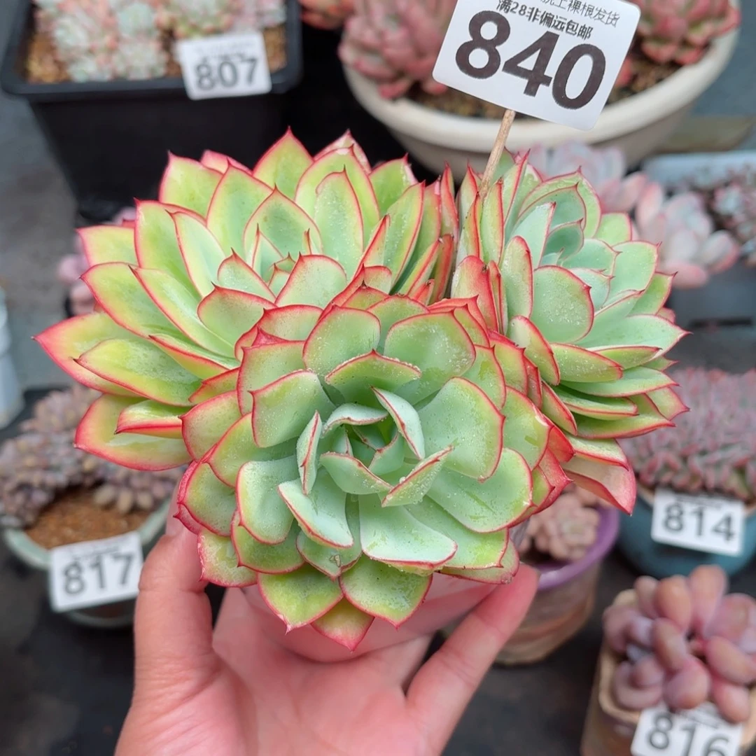 牡丹亭无盆土发货