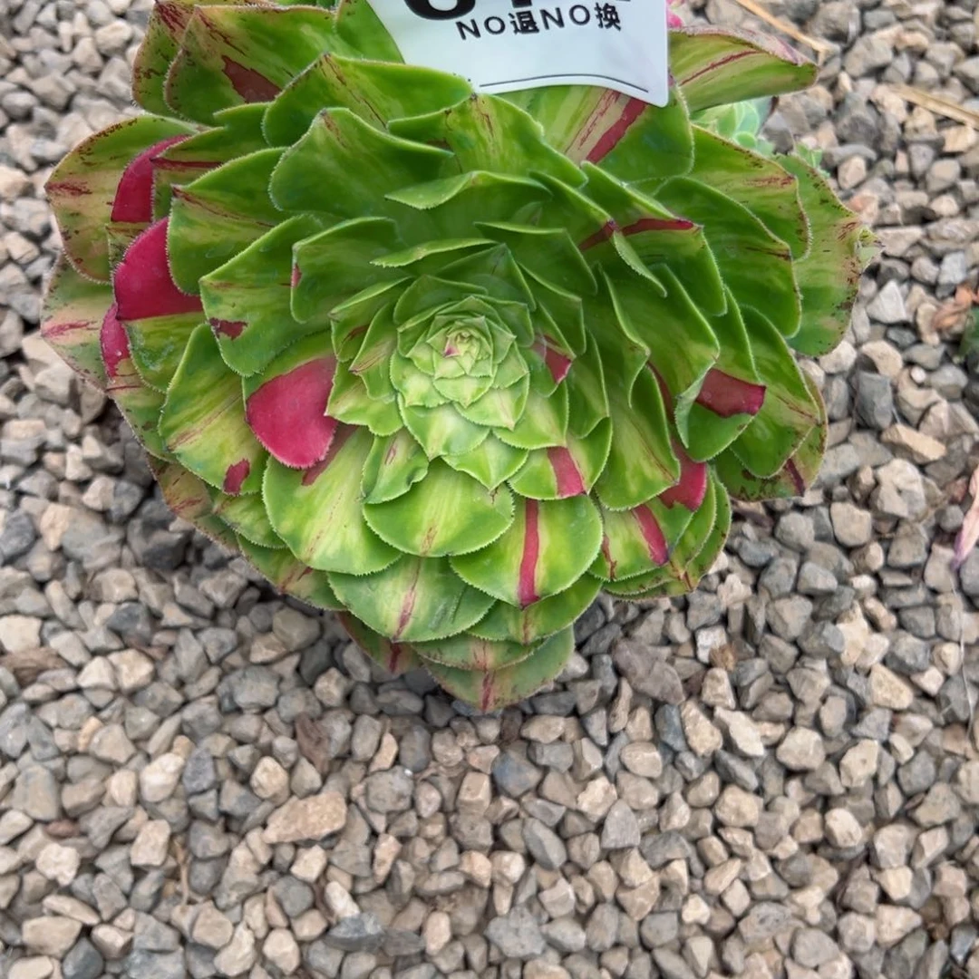夏***童671多肉法师知否一个