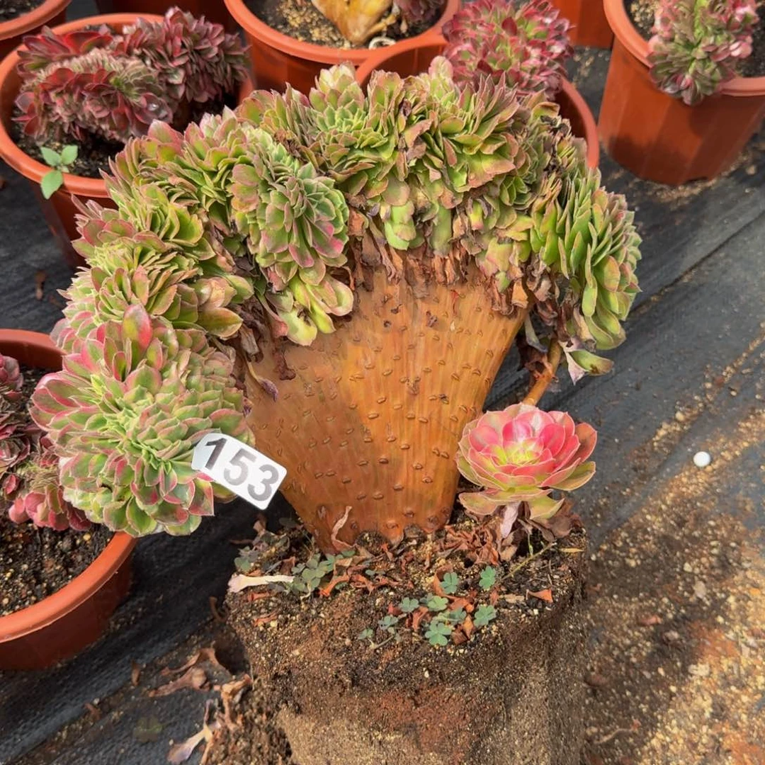 153多肉植物轮回缀