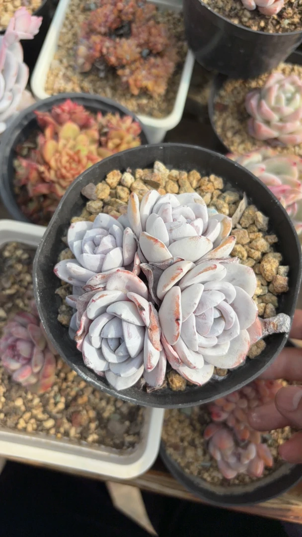 小笼包雪莲多肉专拍