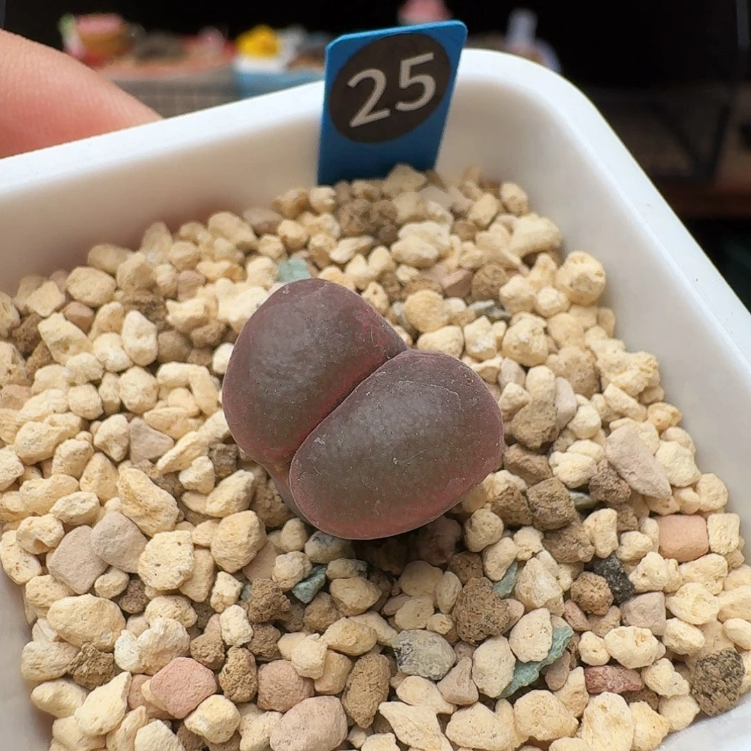 多肉植物福利风铃25