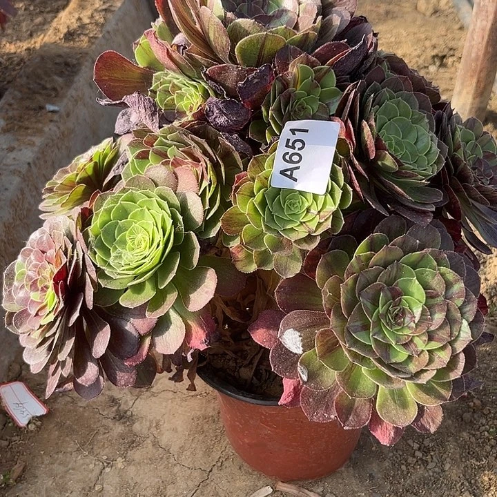 花月夜多肉植物651