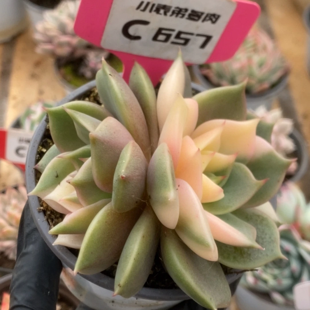 657贝加尔湖锦锦锦锦锦