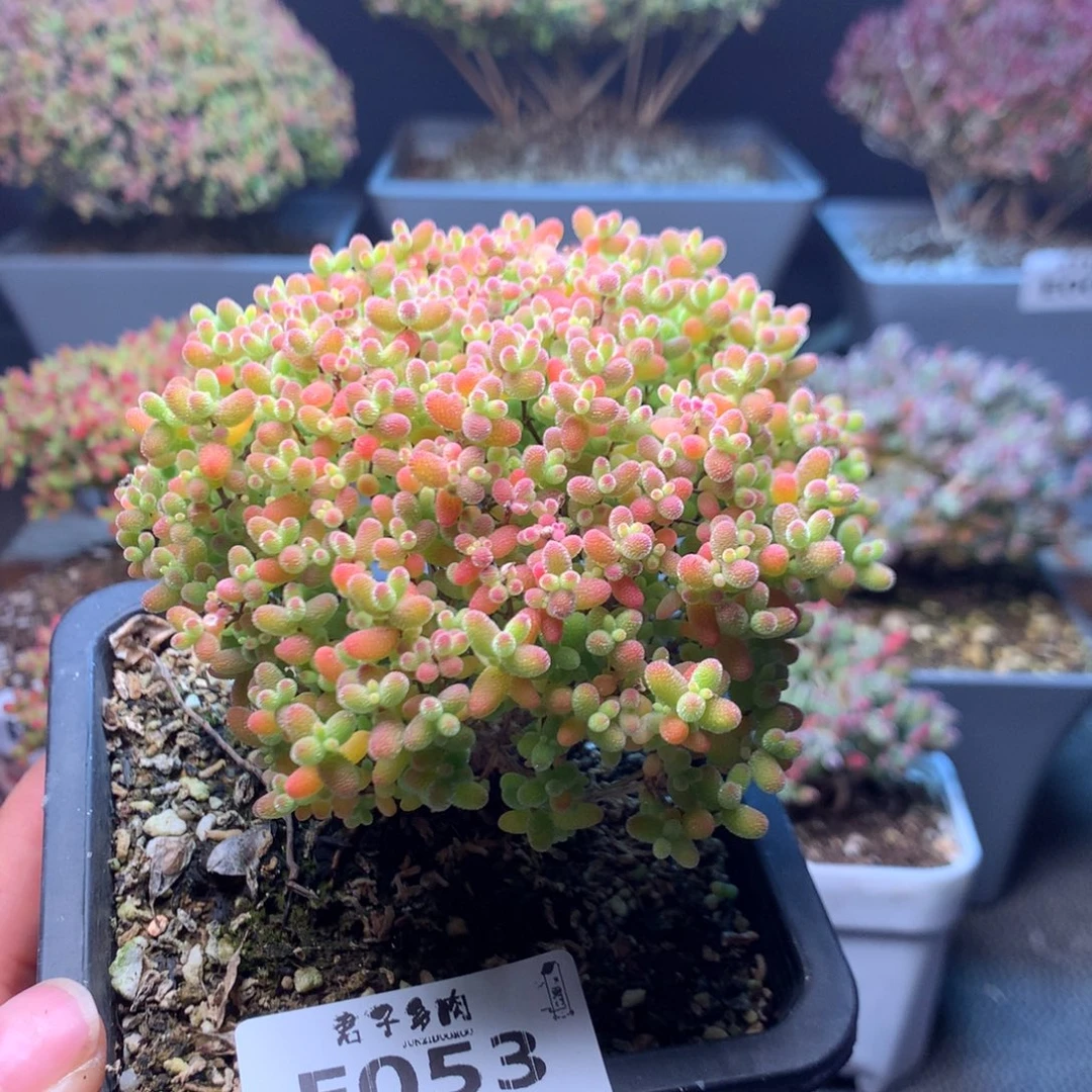 053蜜橘糖球开播福利