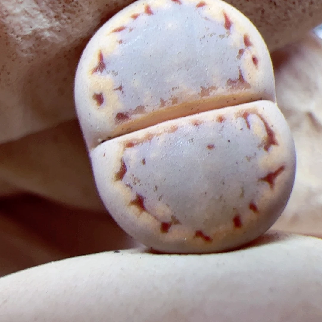 115 优秀的肉肉65