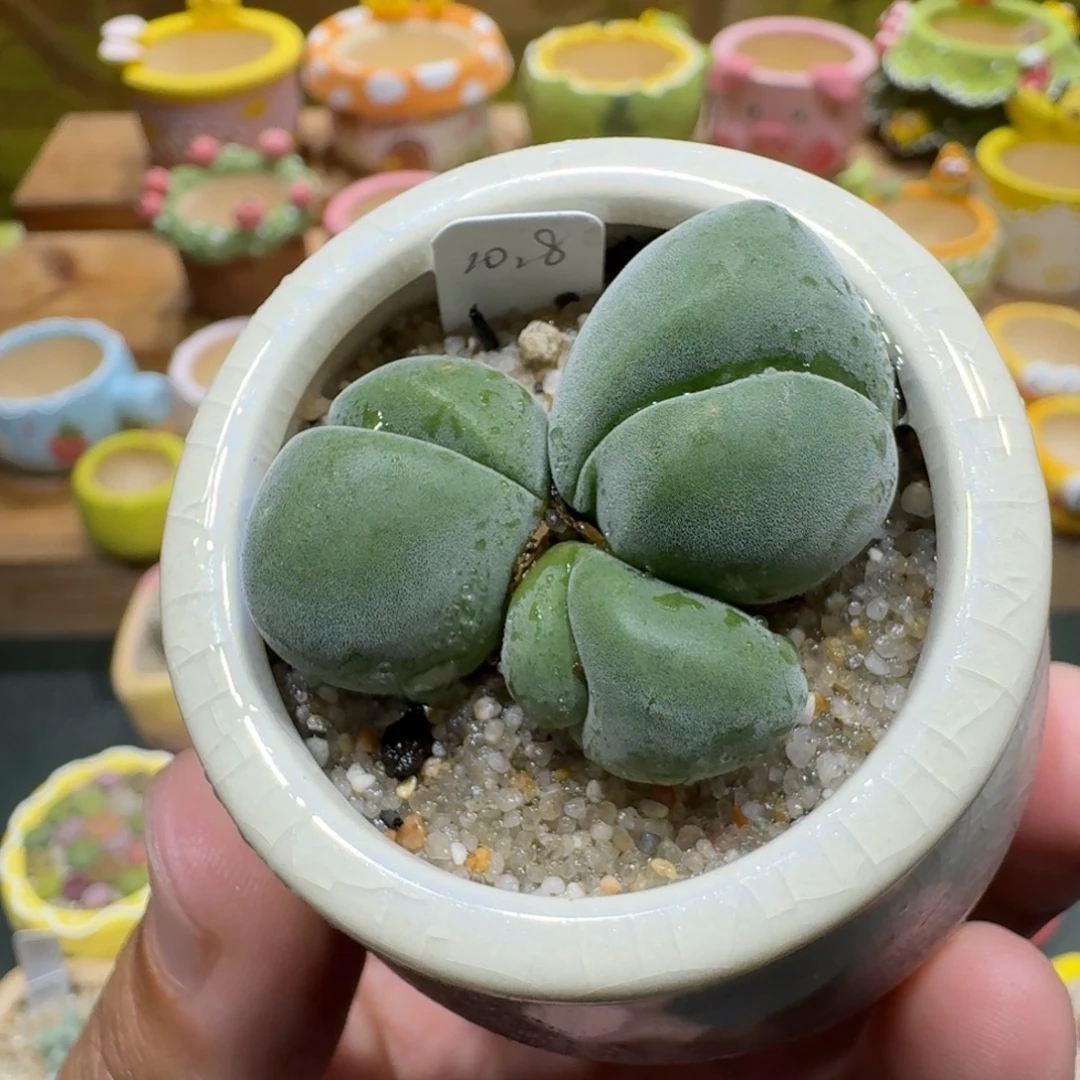 蘑菇1013无比玉多肉植物
