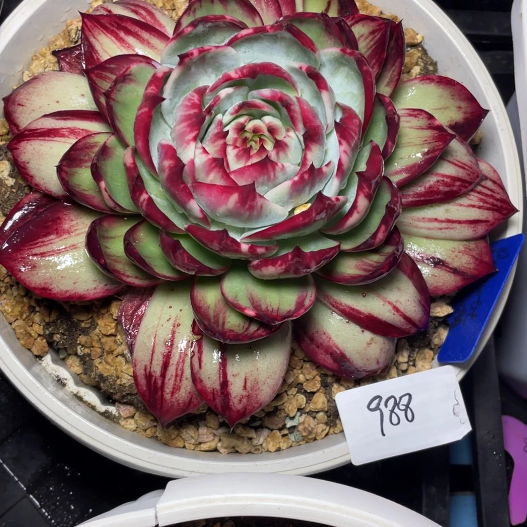 惊鸿仙子冠服23左右