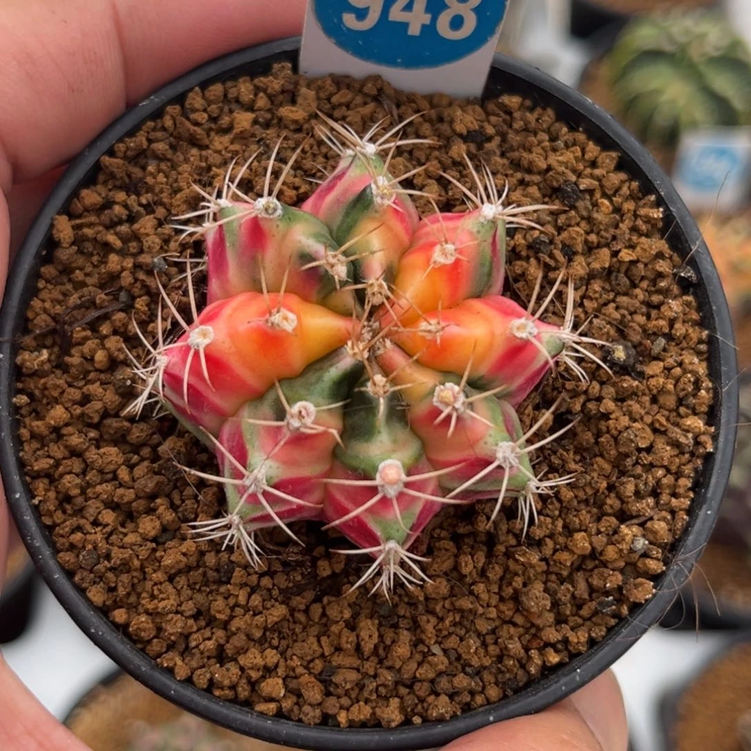 948实生米哈锦带盆带土