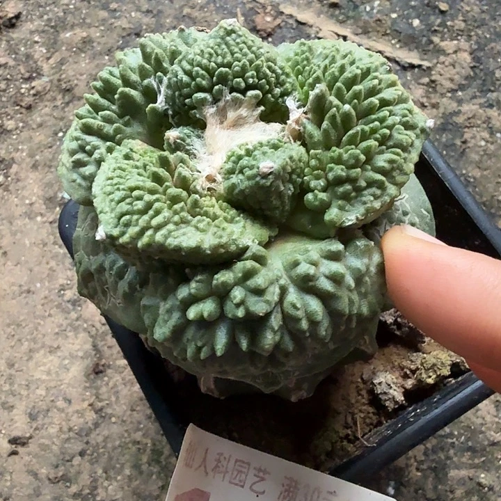 无花朵175超大尤精品哥怒东三