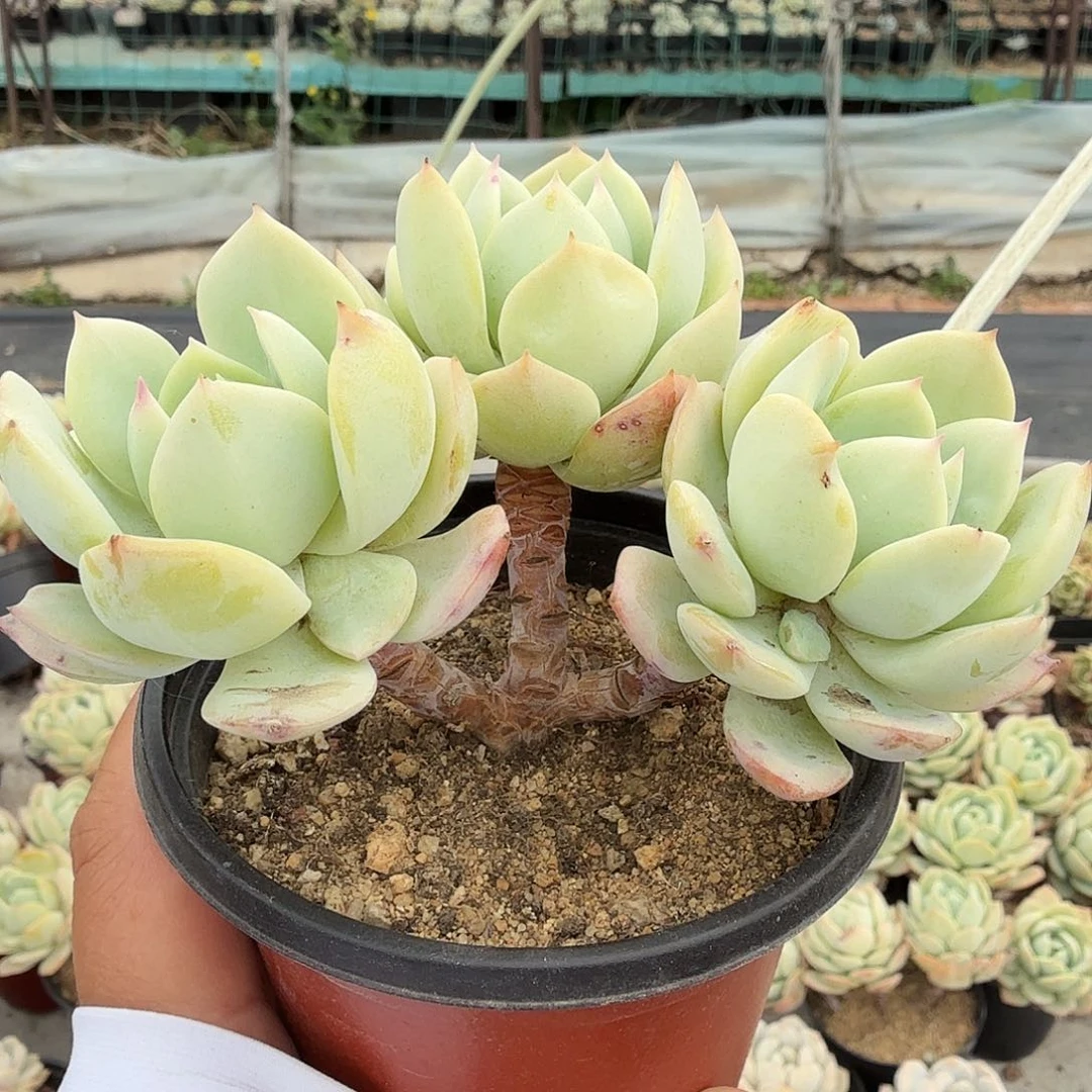 九公分三头无砍恋曲，满20包邮