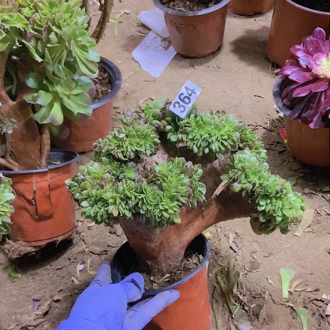 364万缀老板子法师有修边