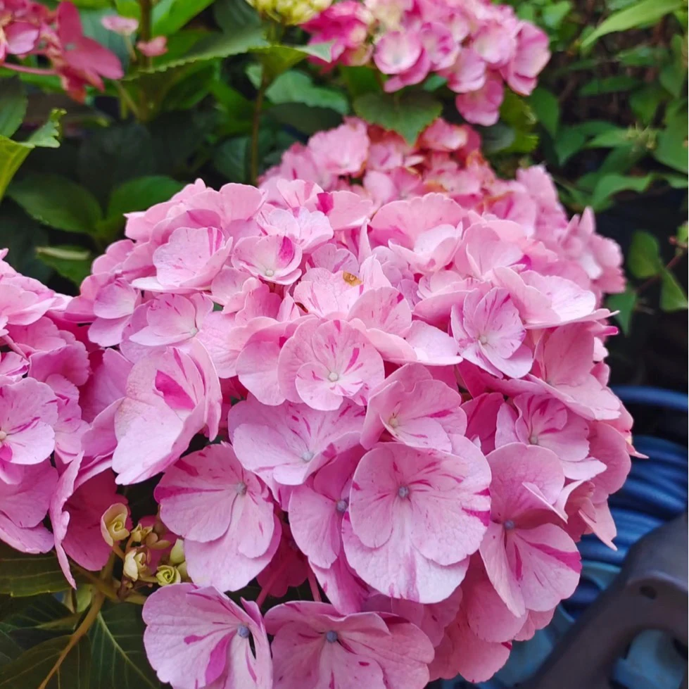 鲜溅绣球苗【130规格】带花苞发货